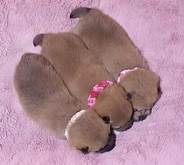 ファァア…!!くっついて団子になっている柴犬の子犬たち。その姿を見たら、完全に語彙力を失った。