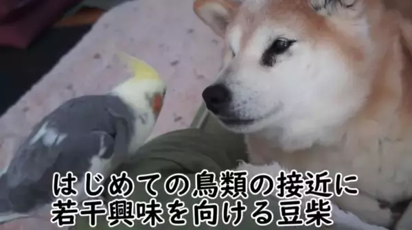 グイグイ攻めてくるオカメインコにいたずらをされても、絶対に怒らない柴犬。懐の深さに感動だよ…【動画】