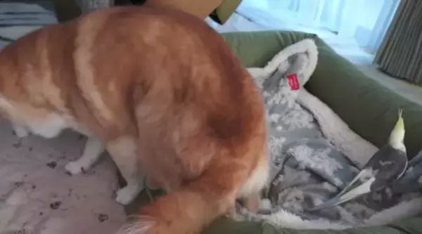 「グイグイ攻めてくるオカメインコにいたずらをされても、絶対に怒らない柴犬。懐の深さに感動だよ…【動画】」の画像