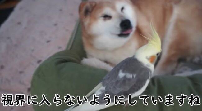 グイグイ攻めてくるオカメインコにいたずらをされても、絶対に怒らない柴犬。懐の深さに感動だよ…【動画】