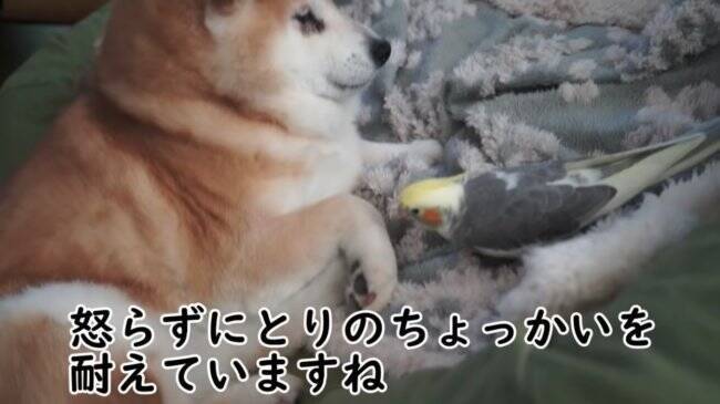グイグイ攻めてくるオカメインコにいたずらをされても、絶対に怒らない柴犬。懐の深さに感動だよ…【動画】