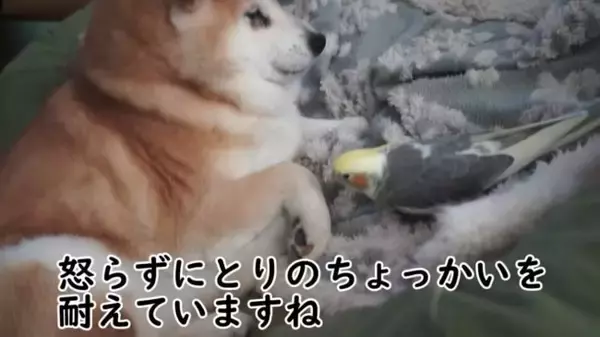「グイグイ攻めてくるオカメインコにいたずらをされても、絶対に怒らない柴犬。懐の深さに感動だよ…【動画】」の画像