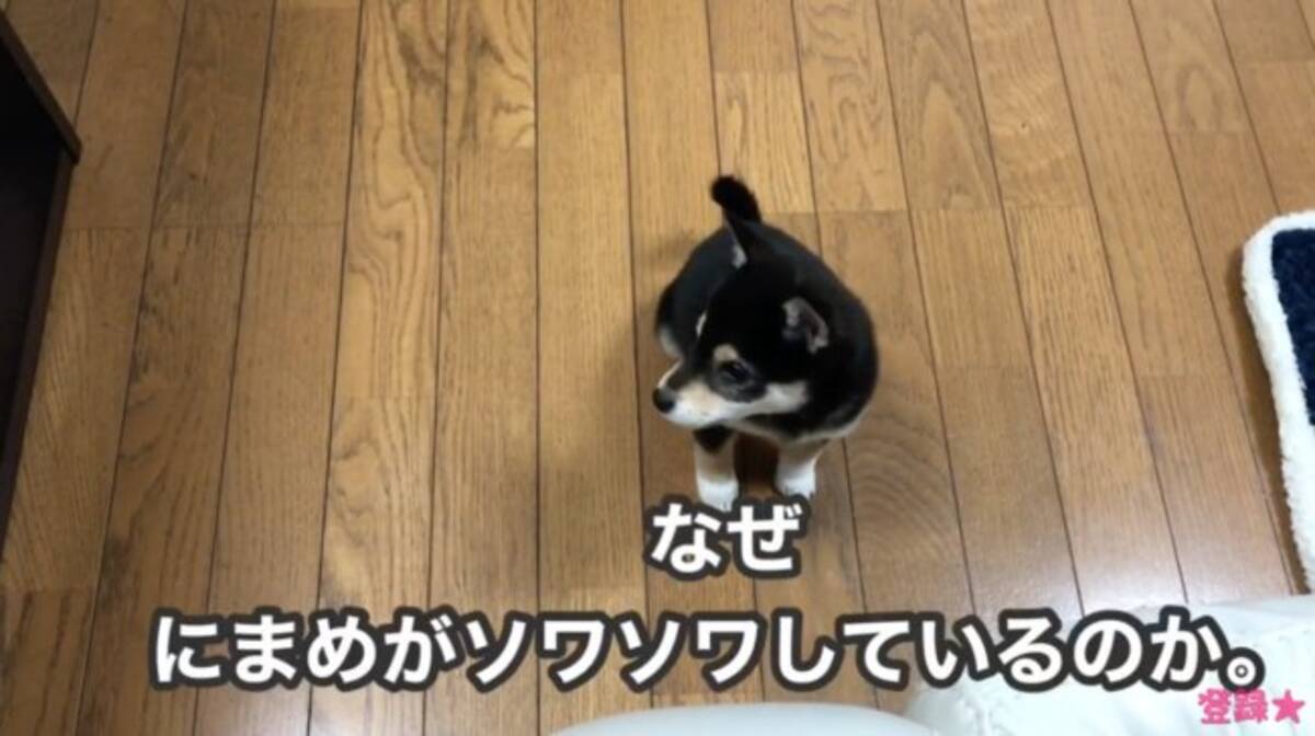 ごはん食べたい アピールを頑張る柴犬パピー 勢い余って尻もち ポフン って可愛すぎて罪だわ 動画 年3月9日 エキサイトニュース 2 2