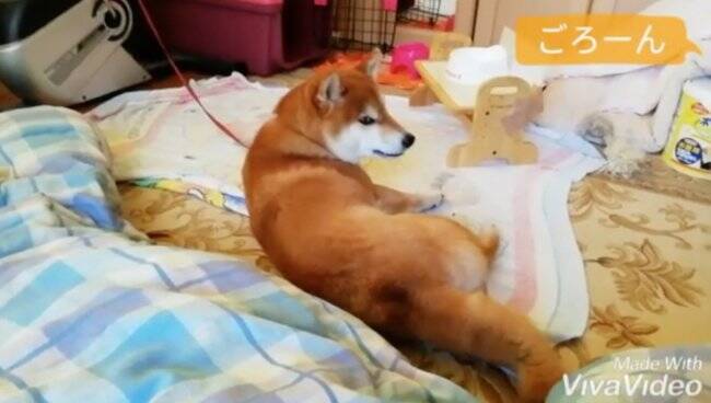 ツーン。ママの言う事は聞くのに、絶対に息子くんの言うことはきかない頑固な対応が、柴犬すぎて笑える【動画】