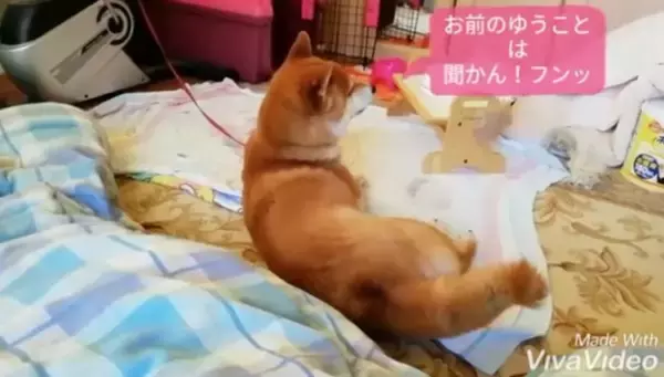 「ツーン。ママの言う事は聞くのに、絶対に息子くんの言うことはきかない頑固な対応が、柴犬すぎて笑える【動画】」の画像