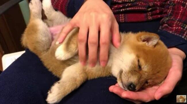 天使だ 飼い主に抱っこされる柴犬パピーが 腕の中でスヤスヤ寝落ち そんなの どうしたってキュン不可避だ 動画 年3月8日 エキサイトニュース 2 2