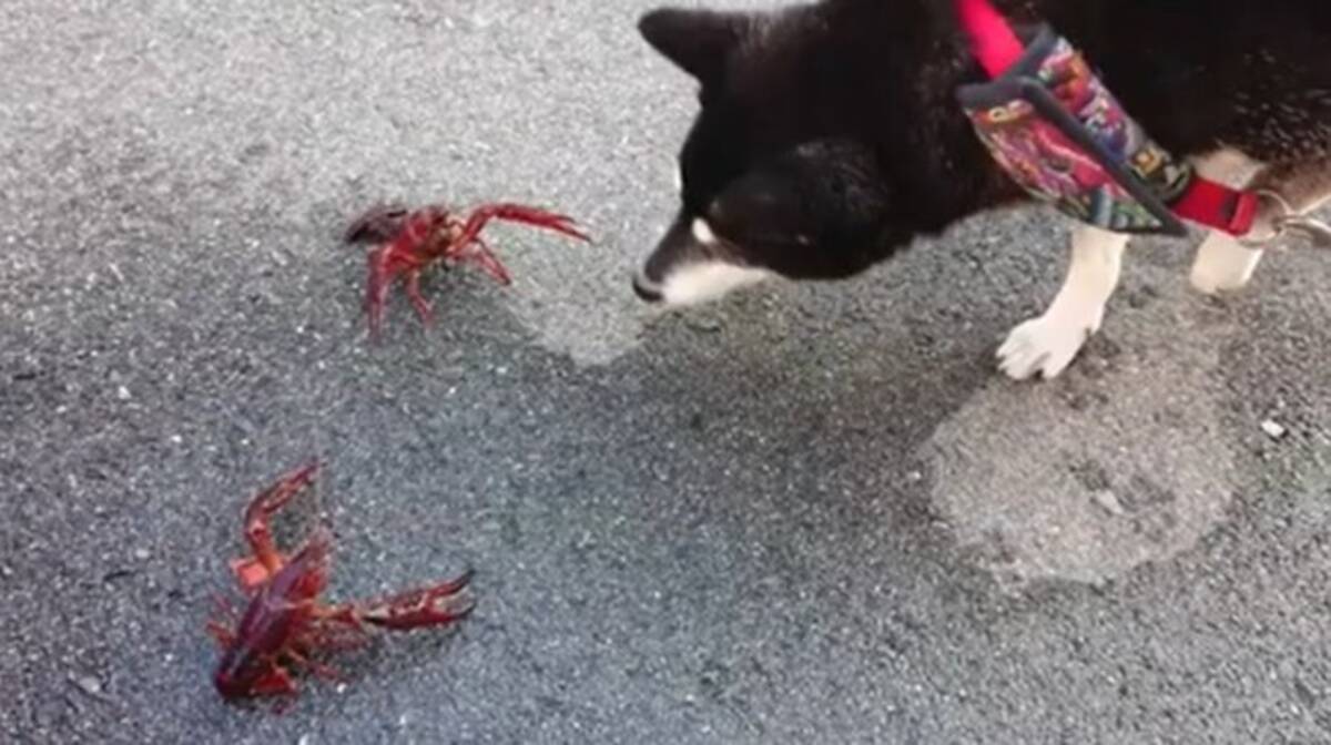 ハサミを振り上げ 威嚇しまくるザリガニに遭遇 しかし 拍子抜けするほど 塩対応した柴犬 動画 年3月3日 エキサイトニュース