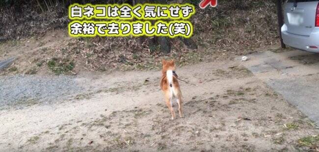 お庭の遠くの方で、猫の侵入に気づいた柴犬。ぬいぐるみで遊んでいたため、つい咥えたまま出動してしまう【動画】