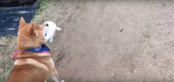 「お庭の遠くの方で、猫の侵入に気づいた柴犬。ぬいぐるみで遊んでいたため、つい咥えたまま出動してしまう【動画】」の画像