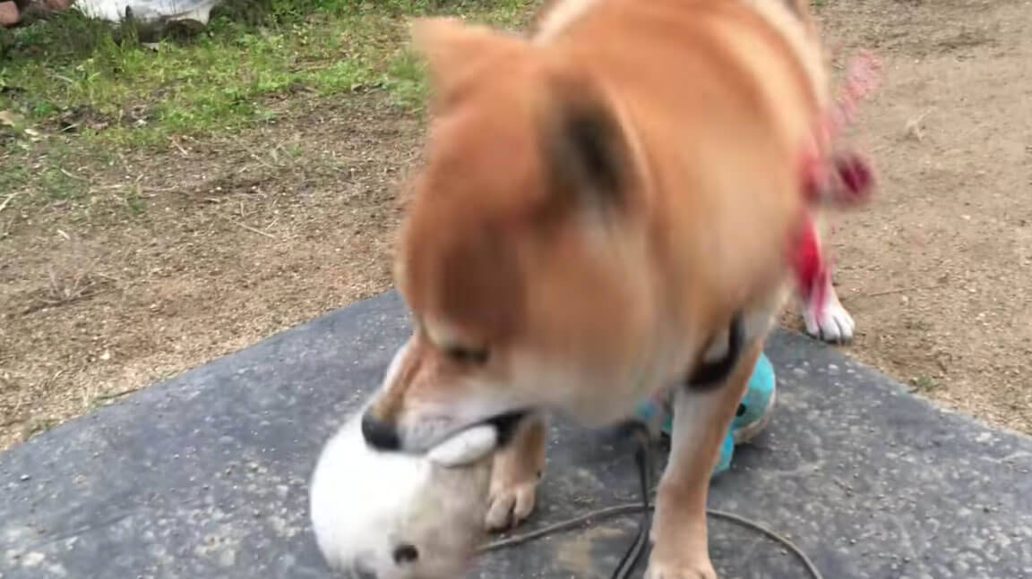 お庭の遠くの方で 猫の侵入に気づいた柴犬 ぬいぐるみで遊んでいたため つい咥えたまま出動してしまう 動画 年2月28日 エキサイトニュース