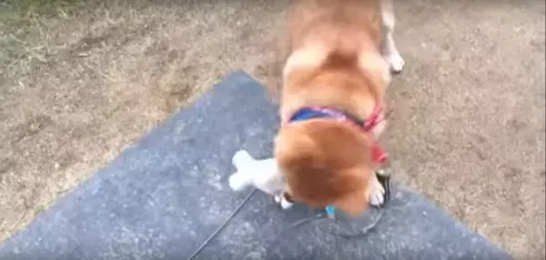 お庭の遠くの方で、猫の侵入に気づいた柴犬。ぬいぐるみで遊んでいたため、つい咥えたまま出動してしまう【動画】