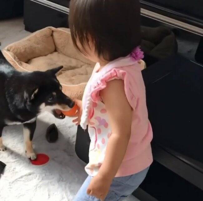 これはムリ 大好きなお家の赤ちゃん でも お気に入り だけは渡せない 子供っぽい柴犬が可愛い 動画 年2月25日 エキサイトニュース