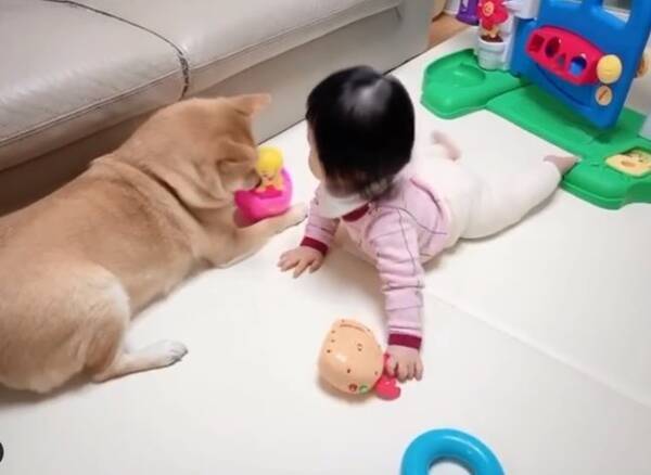 これはムリ 大好きなお家の赤ちゃん でも お気に入り だけは渡せない 子供っぽい柴犬が可愛い 動画 年2月25日 エキサイトニュース
