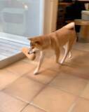 「「遊ぼうニャ」相思相愛な柴犬と猫。一緒に暮らさずとも、想像を超えるほどの愛情を育んでいた件。【動画】」の画像1