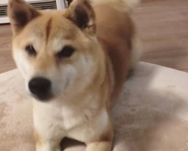 アウ 可愛すぎて笑えてくる おやつ欲しい と ちゃんとお話ししてくる柴犬たち 動画3本 年2月27日 エキサイトニュース