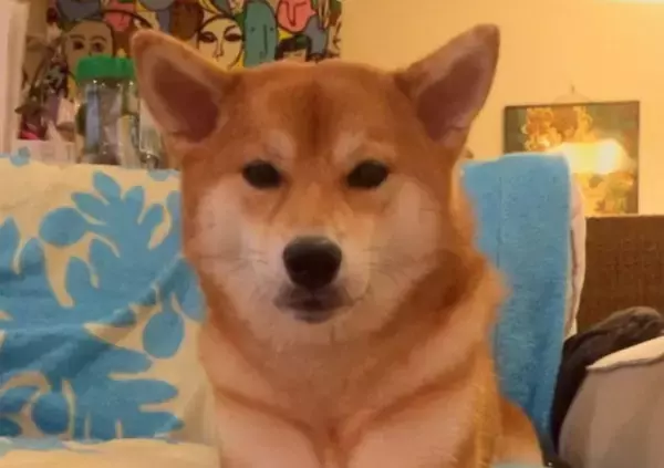 「（アウ。）可愛すぎて笑えてくる！「おやつ欲しい」と、ちゃんとお話ししてくる柴犬たち。【動画3本】」の画像