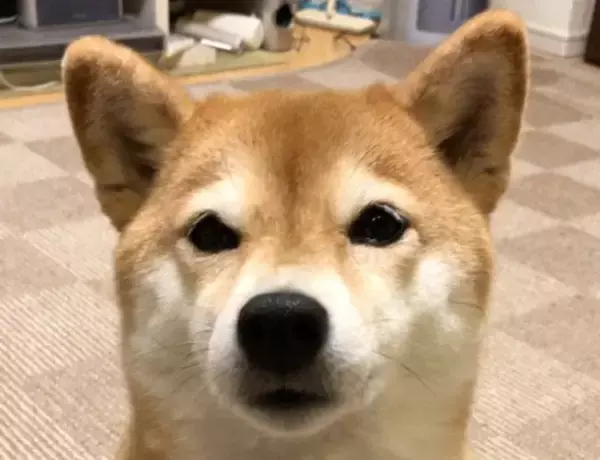 「（アウ。）可愛すぎて笑えてくる！「おやつ欲しい」と、ちゃんとお話ししてくる柴犬たち。【動画3本】」の画像