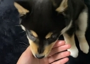 柴犬の子犬が、あざと可愛いポーズでじゃれてくる…そんなの、最高すぎて困るわ…！【動画】