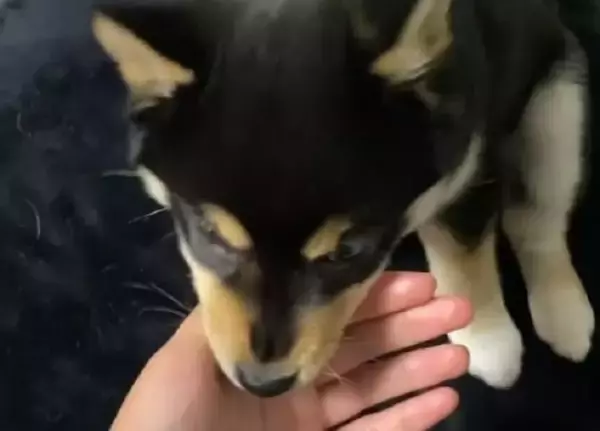 柴犬の子犬が、あざと可愛いポーズでじゃれてくる…そんなの、最高すぎて困るわ…！【動画】