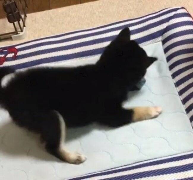 柴犬の子犬が、あざと可愛いポーズでじゃれてくる…そんなの、最高すぎて困るわ…！【動画】