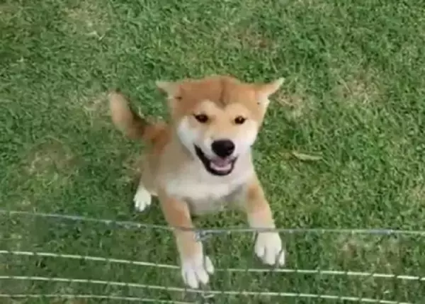 「柴犬の子犬が、あざと可愛いポーズでじゃれてくる…そんなの、最高すぎて困るわ…！【動画】」の画像