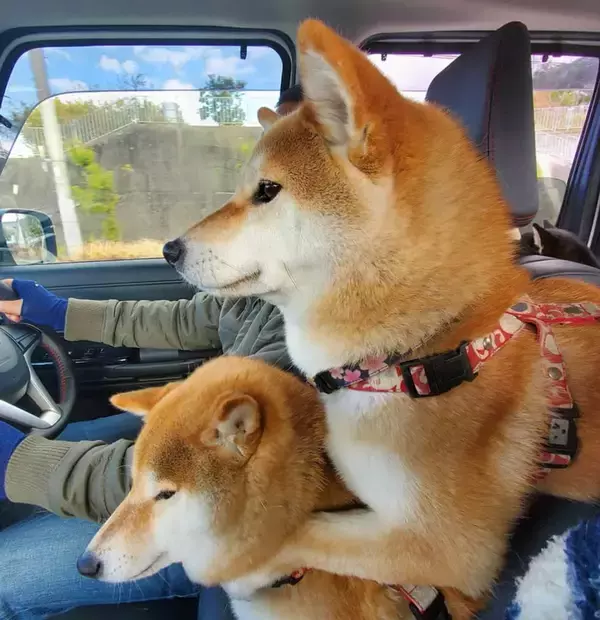 ファサッ…相棒犬から罪のないしっぽ攻撃…何かと不憫な柴犬が、愛おしくってたまらない。