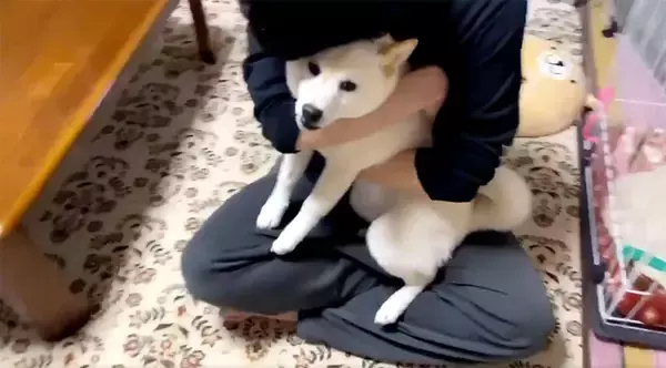 「お座りってそうじゃないぞ…柴犬の勘違いが可愛すぎて、見た人が続々と悶絶する事案が発生【動画】」の画像