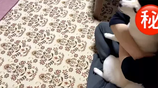 「お座りってそうじゃないぞ…柴犬の勘違いが可愛すぎて、見た人が続々と悶絶する事案が発生【動画】」の画像