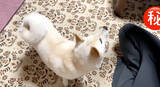 「お座りってそうじゃないぞ…柴犬の勘違いが可愛すぎて、見た人が続々と悶絶する事案が発生【動画】」の画像2