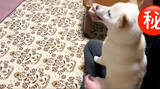 「お座りってそうじゃないぞ…柴犬の勘違いが可愛すぎて、見た人が続々と悶絶する事案が発生【動画】」の画像5