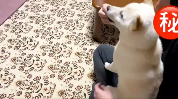 「お座りってそうじゃないぞ…柴犬の勘違いが可愛すぎて、見た人が続々と悶絶する事案が発生【動画】」の画像