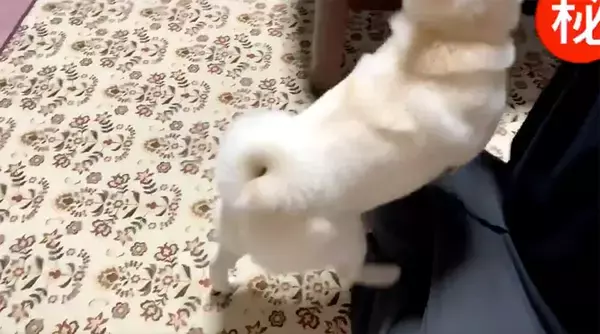 「お座りってそうじゃないぞ…柴犬の勘違いが可愛すぎて、見た人が続々と悶絶する事案が発生【動画】」の画像