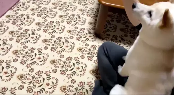 「お座りってそうじゃないぞ…柴犬の勘違いが可愛すぎて、見た人が続々と悶絶する事案が発生【動画】」の画像