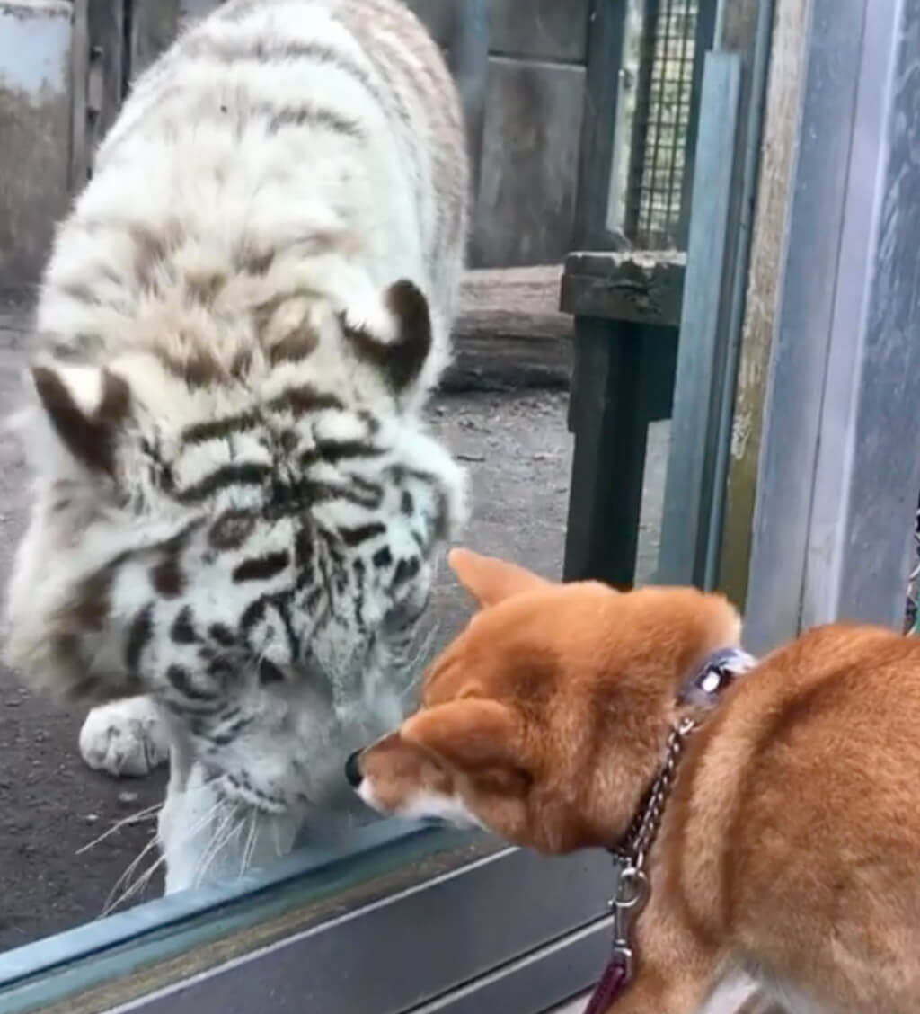 「大きな猫さんだ…」動物園に行った柴犬たち。トラやキリンに詰め寄られた結果…少々緊張してしまったようだ…【動画あり】