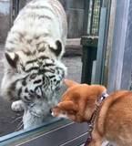 「「大きな猫さんだ…」動物園に行った柴犬たち。トラやキリンに詰め寄られた結果…少々緊張してしまったようだ…【動画あり】」の画像4
