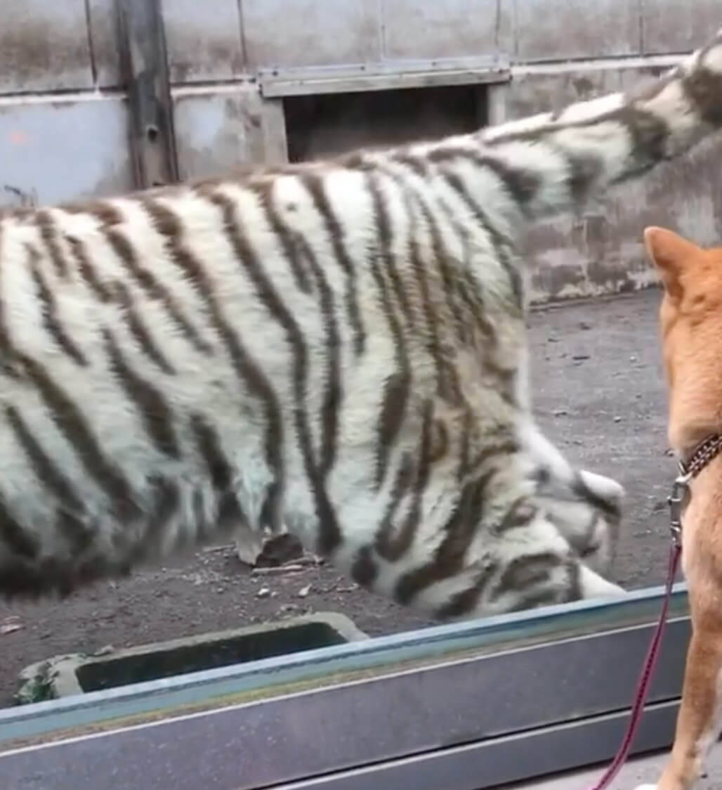 「大きな猫さんだ…」動物園に行った柴犬たち。トラやキリンに詰め寄られた結果…少々緊張してしまったようだ…【動画あり】