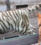 「「大きな猫さんだ…」動物園に行った柴犬たち。トラやキリンに詰め寄られた結果…少々緊張してしまったようだ…【動画あり】」の画像5