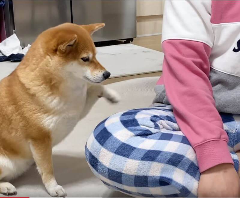 撫でて！いや自分が！ヤキモチ焼きの柴犬トリオに攻められ、腕2本じゃ事足りずになってしまったうらやま事案発生。【動画】