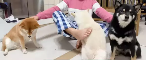「撫でて！いや自分が！ヤキモチ焼きの柴犬トリオに攻められ、腕2本じゃ事足りずになってしまったうらやま事案発生。【動画】」の画像