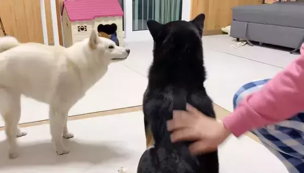 撫でて！いや自分が！ヤキモチ焼きの柴犬トリオに攻められ、腕2本じゃ事足りずになってしまったうらやま事案発生。【動画】