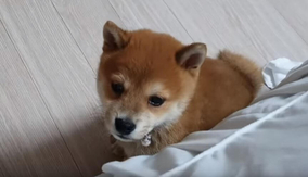 飼い主による 我が家の柴犬で雑コラしてみた の数々が 雑どころかクオリティ高すぎて感心するレベルだった 年3月21日 エキサイトニュース
