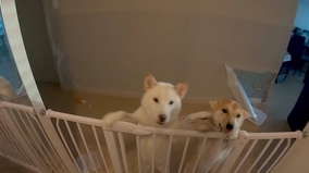 飼い主による 我が家の柴犬で雑コラしてみた の数々が 雑どころかクオリティ高すぎて感心するレベルだった 年3月21日 エキサイトニュース
