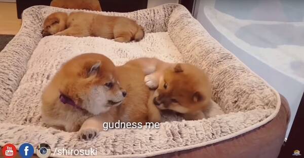 ﾄｺﾄｺ 急に喧嘩をふっかけ急に終わらせ 何処かへ消えゆく柴犬パピー 気まぐれ過ぎて絡まれたパピーも呆然 動画 年3月27日 エキサイトニュース