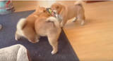 「これは、柴犬の子犬が『おもちゃをかけた三つ巴の戦い』を繰り広げている、単なる悶絶シーンです。【動画】」の画像3