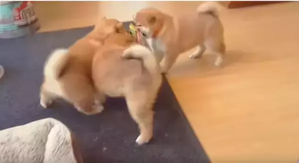 「これは、柴犬の子犬が『おもちゃをかけた三つ巴の戦い』を繰り広げている、単なる悶絶シーンです。【動画】」の画像