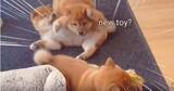 「これは、柴犬の子犬が『おもちゃをかけた三つ巴の戦い』を繰り広げている、単なる悶絶シーンです。【動画】」の画像2