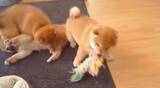 「これは、柴犬の子犬が『おもちゃをかけた三つ巴の戦い』を繰り広げている、単なる悶絶シーンです。【動画】」の画像1