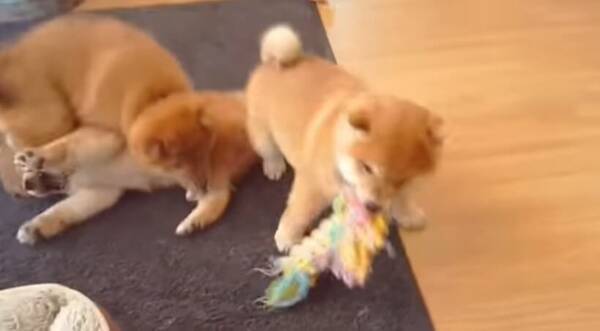 これは 柴犬の子犬が おもちゃをかけた三つ巴の戦い を繰り広げている 単なる悶絶シーンです 動画 年4月29日 エキサイトニュース