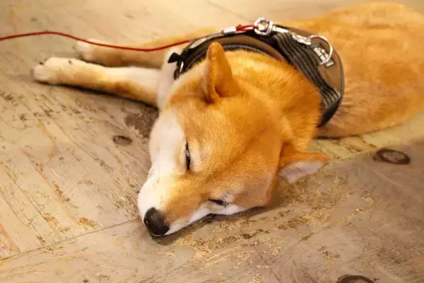 「【取材・看板犬】美味しい、ヘルシー、ボリューミの三拍子揃ったハンバーガーで人気！マイペースな看板柴モモがお出迎え「EAT GRILL&BAR@渋谷区」」の画像