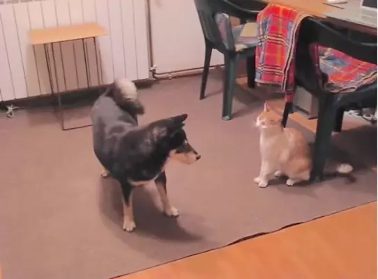 巨大な敵でも立ち向かっていく 猫パンチ最強伝説 22年8月21日 エキサイトニュース